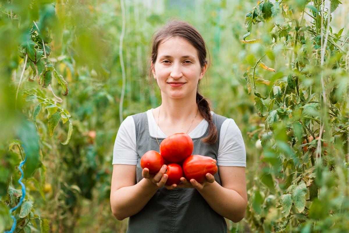 Agricultor, rosii